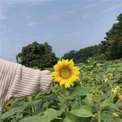 荣耀枪神精准狙击游戏